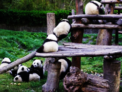 spielende baby Pandabaeren
