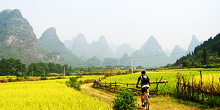 Fahrradtour durch Reisfeld in Yangshuo