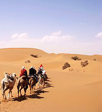 Kameltrekking in der Wüste