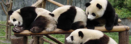 Suedchinareise-Natur-Kultur-den-Panda-Baeren.html