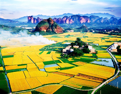 Reisfeld rundum Longhu-Gebirge