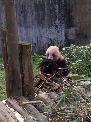 Pandabaere in Guilin